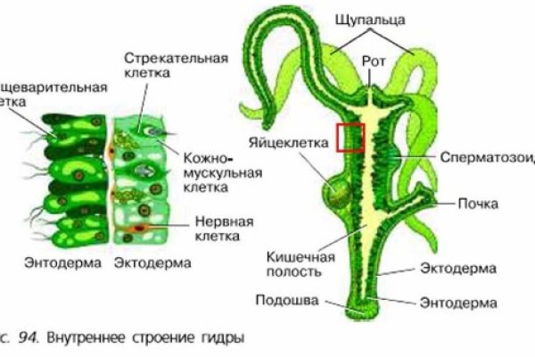 Ссылка на кракен официальный